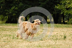 Afghan Hound