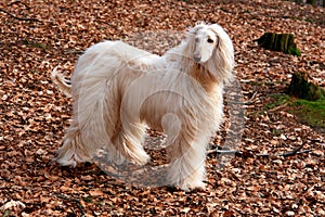 Afghan hound-3