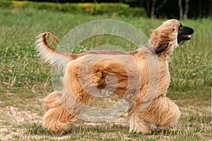 Afghan Hound
