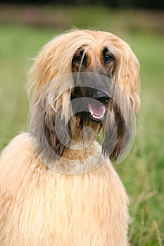 Afghan Hound