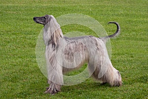 Afghan Hound