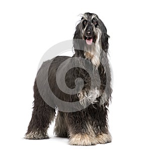 Afghan Hound (7 years)