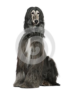 Afghan hound, 7 years old