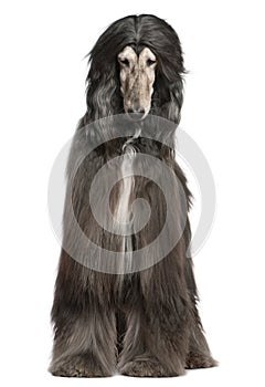 Afghan hound, 7 years old