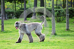 Afghan hound