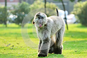 Afghan hound