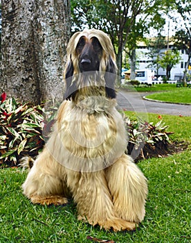 Afghan hound adult