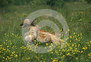 Afghan Hound, Adult running through Flowers