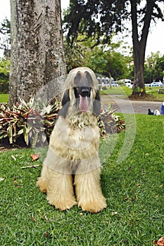 Afghan hound adult sitting down