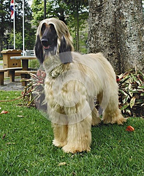 Afghan hound adult standing
