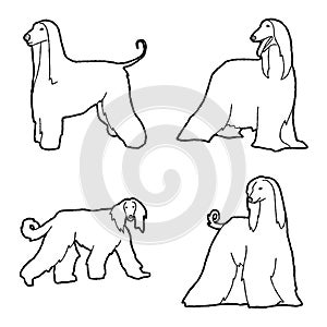 Afghan Hound Animal Vector Illustration Hand Drawn Cartoon Art