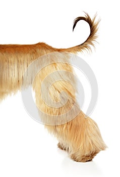 Afghan hound back of body