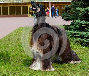 Afghan Hound barks.