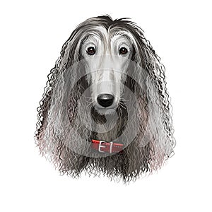 Afghan Hound breed digital art illustration isolated on white background. Cute domestic purebred animal. Hound distinguished by