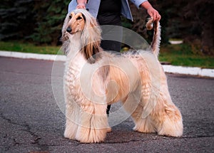 Afghan Hound breed dog looking to the side