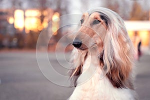 Afghan Hound breed dog looking to the side