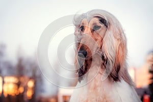 Afghan Hound breed dog looking to the side