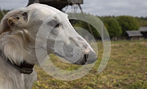 The Afghan hound. A close-up shot of the head of an Afghan greyhound dog