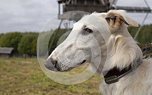 The Afghan hound. A close-up shot of the head of an Afghan greyhound dog