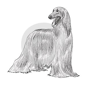 Afghan Hound Digital Sketch Isolated On White Background