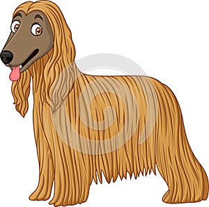 Afghan Hound dog