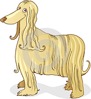 Afghan hound dog