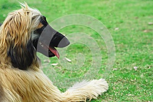 Afghan hound dog