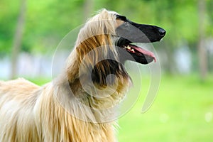 Afghan hound dog