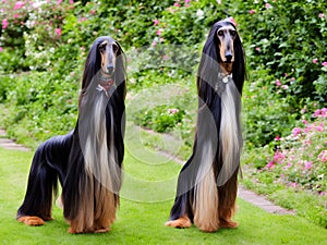 Afghan Hound Dog, Generative AI Illustration