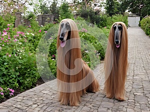 Afghan Hound Dog, Generative AI Illustration