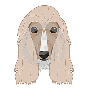 Afghan Hound dog isolated on white background vector illustration