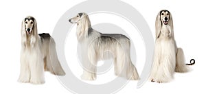 Afghan hound dog over white