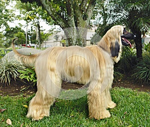 Afghan hound dog posing