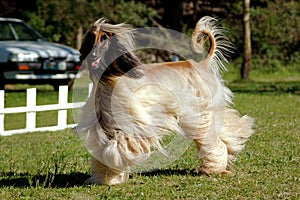 Afghan hound dog running