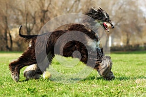 Afghan hound dog running with the ball