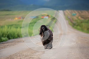 Afghan hound dog is running in the field in summer at sunset