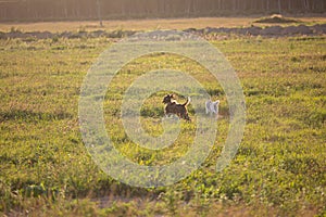 Afghan hound dog is running in the field in summer at sunset