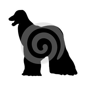 Afghan Hound Dog Silhouette