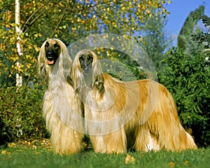 Afghan Hound, Dog standing on Lawn