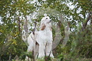 Afghan hound dog stands among nature