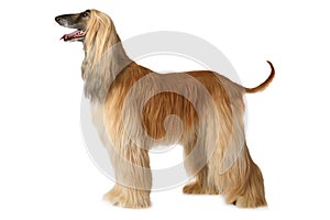 Afghan hound dog photo