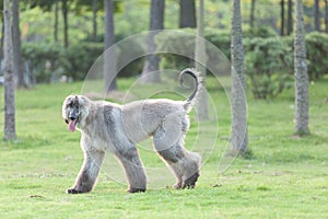 Afghan hound dog walking