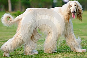 Afghan hound dog walking