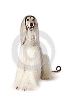 Afghan hound dog on white background