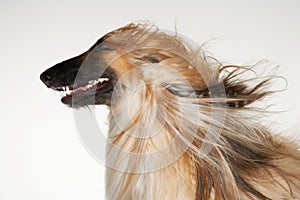 Afghan hound eyes closed windblown fur close-up profile