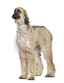 Afghan hound with his hair in the wind, 1 year old