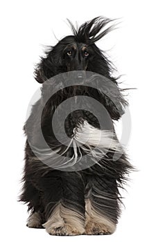 Afghan Hound with his hair in the wind