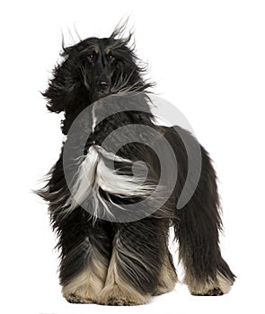 Afghan Hound with his hair in the wind