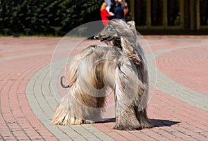 Afghan Hound looks back.