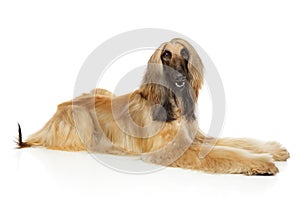 Afghan hound lying down on white background